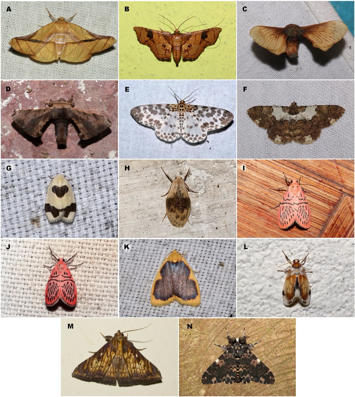 New Moths discovery by NCBS, Bengaluru and Titli Trust, Dehradun in and around MNP